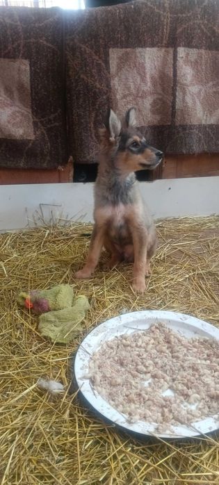 Щеночка в свой дом бесплатно