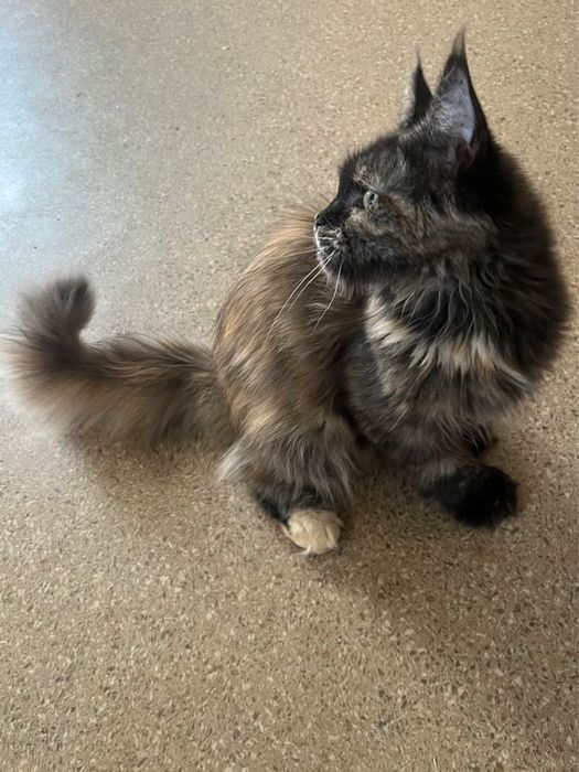 Pisica Maine Coon