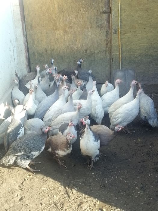 Bibilici diferite culori de vânzare