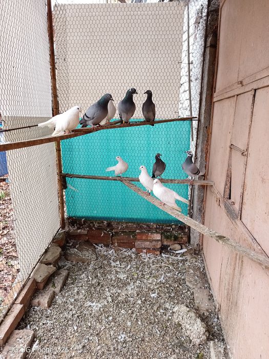 Продавам млади старозагорски бели гълъби и пощенски гълъби