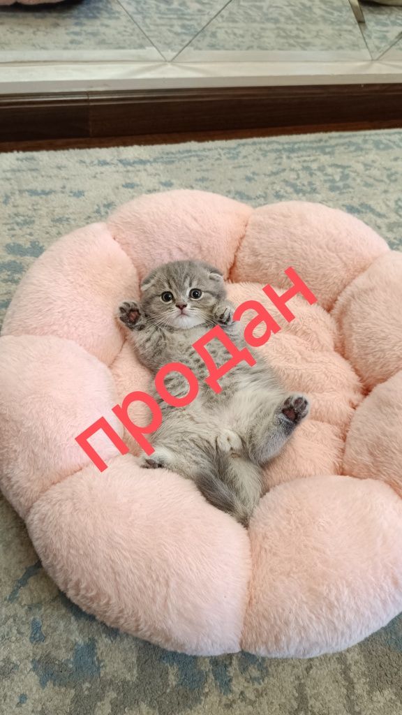 Продается чистокровный котята