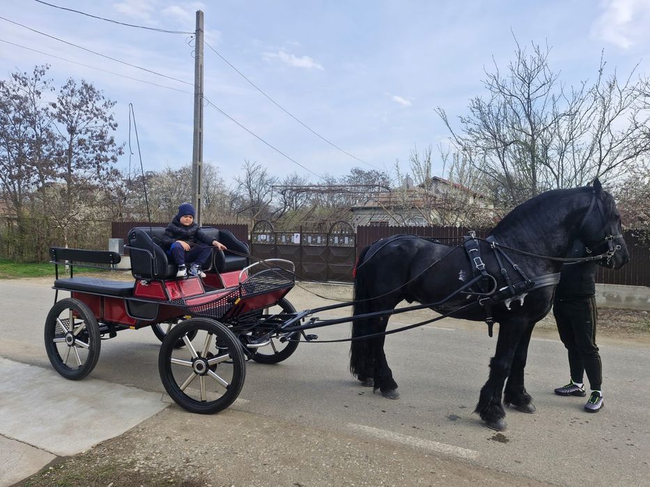 Vând maraton / trasură