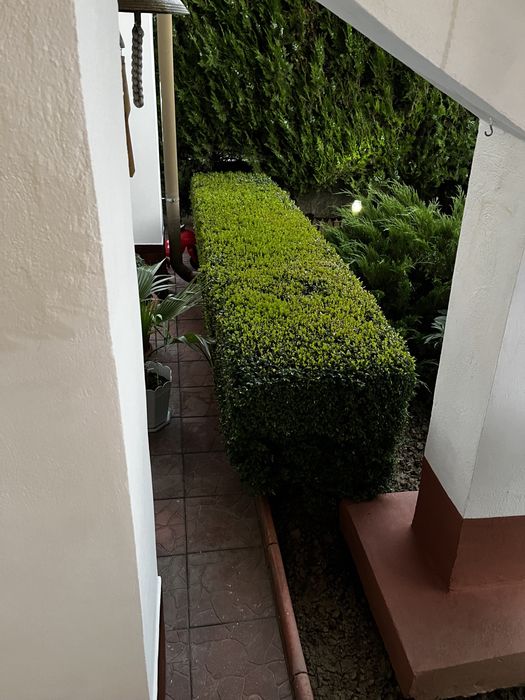 Gazon samanta rulou irigare lumini Amenajari peisagistica