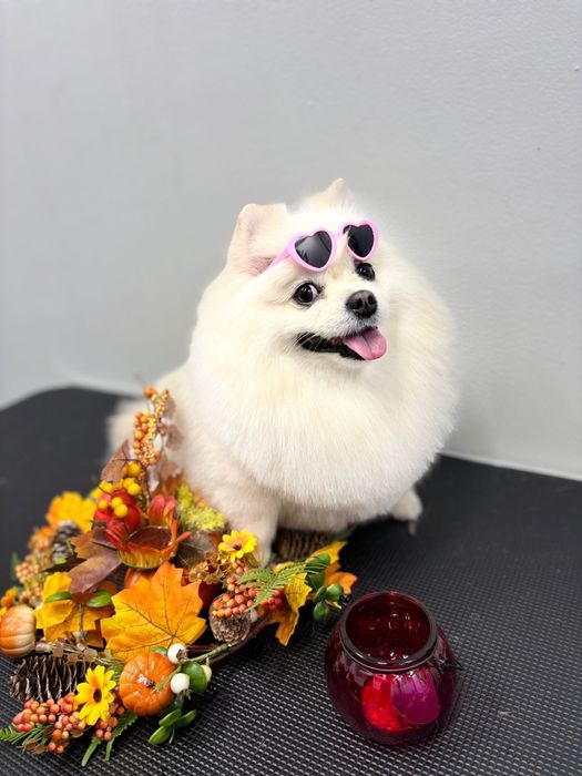 Фотосессия шпиц собака