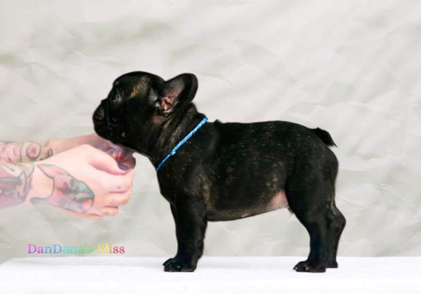 Bulldog francez negru tigrat cu pedigree - baietel