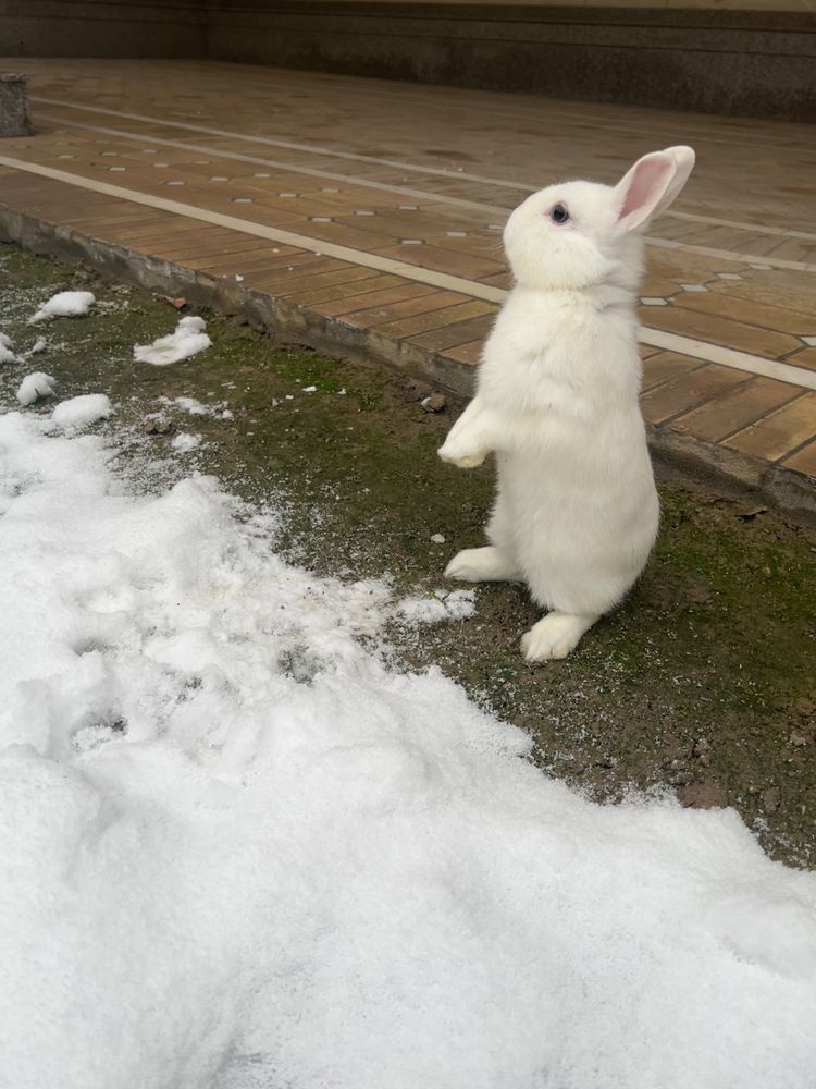 Zotdor germilin quyonlari sotiladi