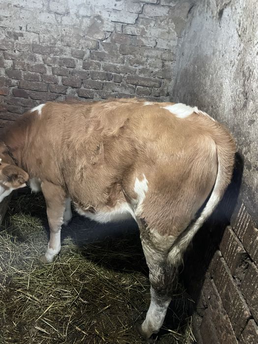 Vand vitel de 6 luni