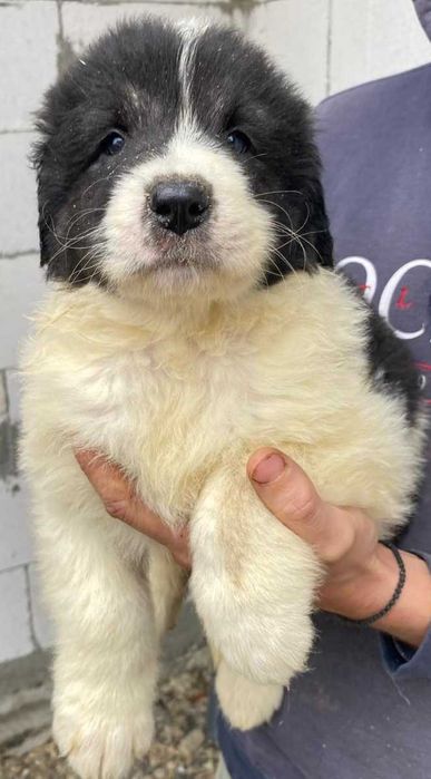 CRB din părinți foarte buni