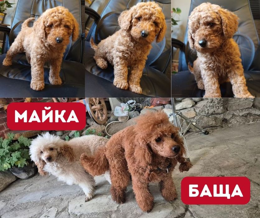 Пудел мини 3 ваксини