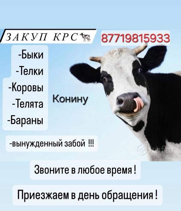 Коровы коровняки коровы