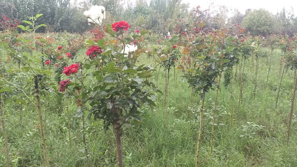 Метровка гуллар сотилади