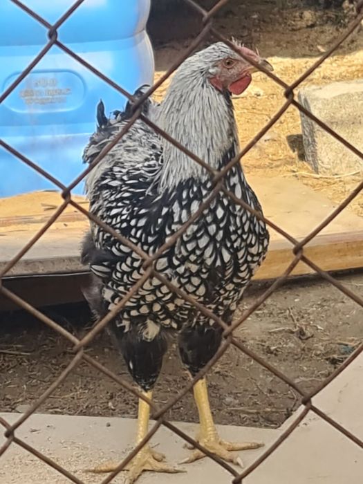Пародалы қораздар 4 штук
