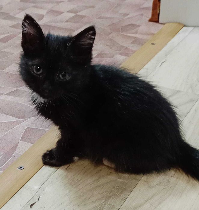 Ищем любящих хозяев для котенка (девочка)