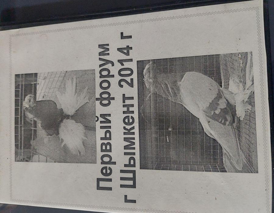 Диски выставки голубей,с выставок разных городов