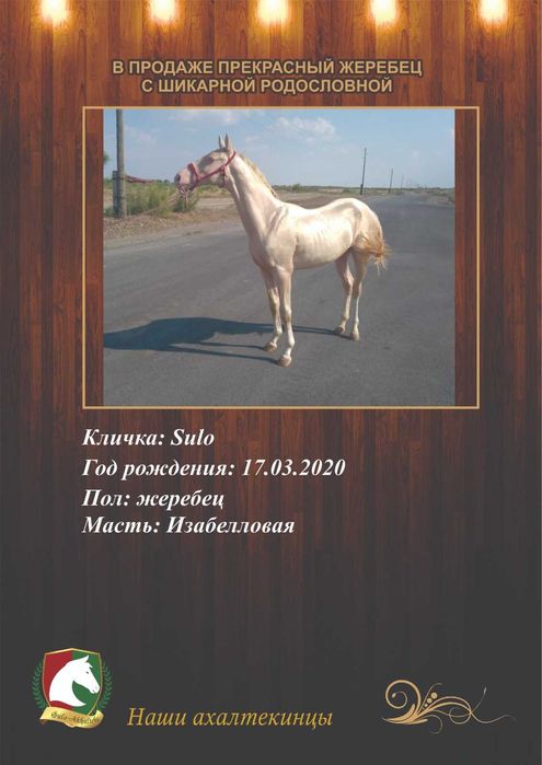 Продаются породистые лошади с паспортами!