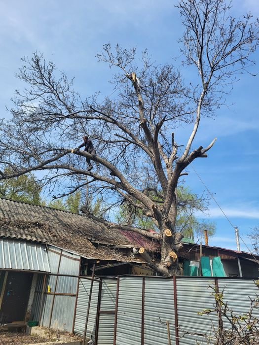 Спил распил деревьев обрезка плодовых деревьев