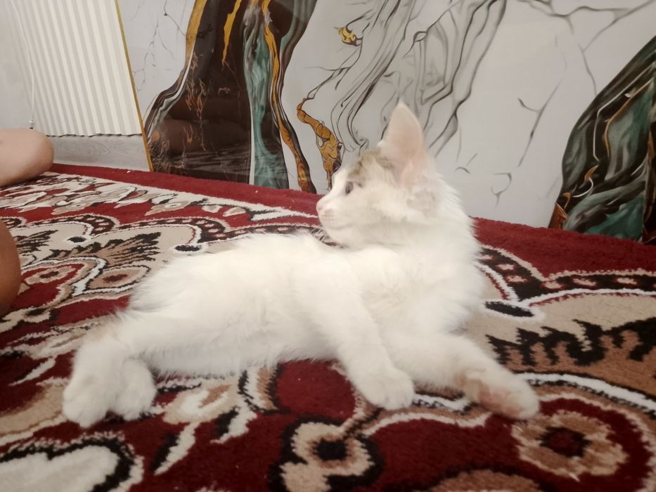 Ismi oqparcha 5oylik dastafka xizmati bor uy mushuki juda uyin qaroq