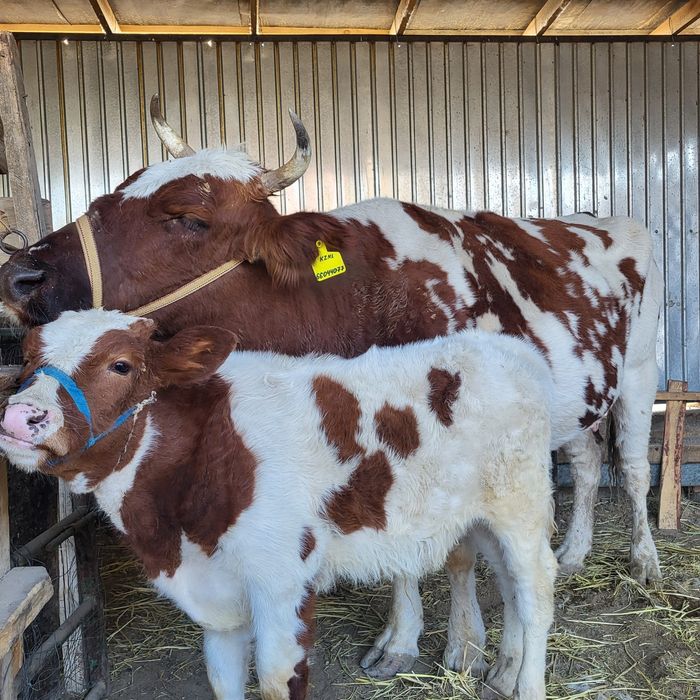 Бузаулы сиыр. Сауын сиыр