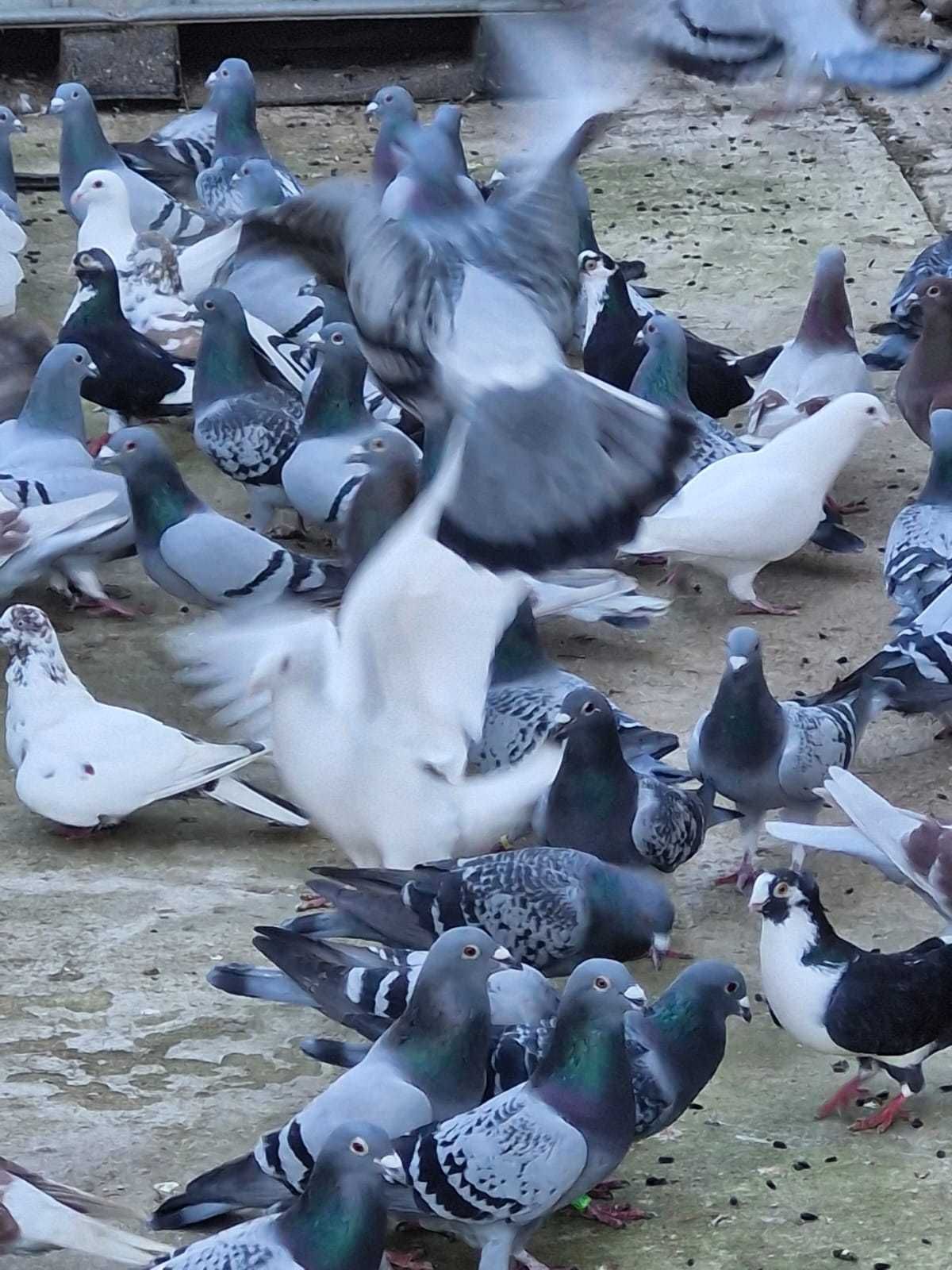 Porumbei voiajori de zbor