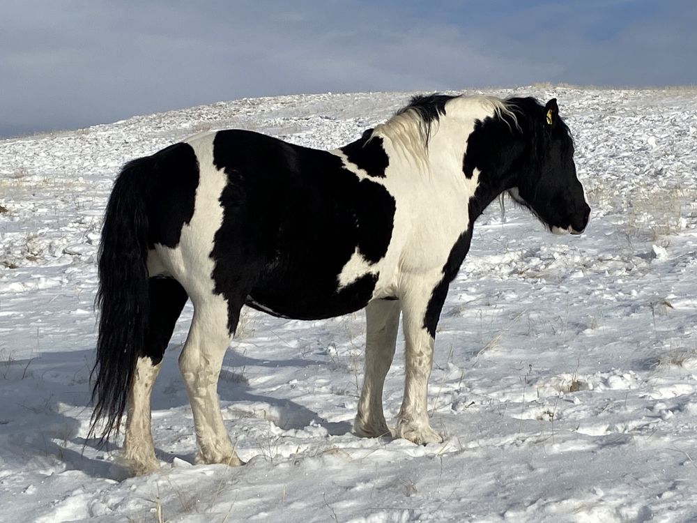 Продам жеребят из под породистых жеребцов