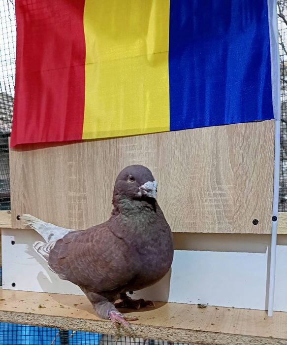 Porumbei standard romanesc