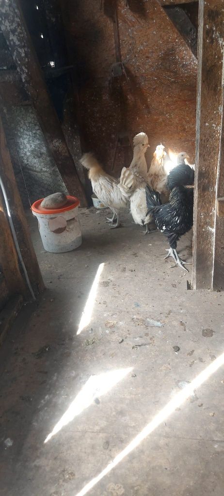 Găini Paduana vînd o pereche pe negru și un cocos pe Alb gălbui