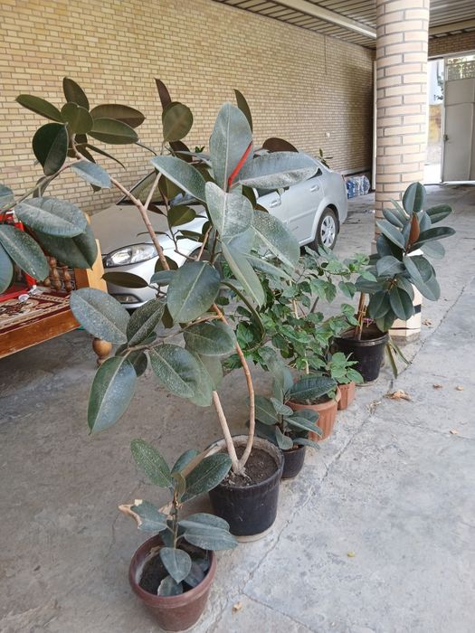 Продаются комнатные и офисные цветы ...