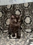 Британский котенок