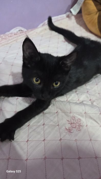 Кошка продаеться