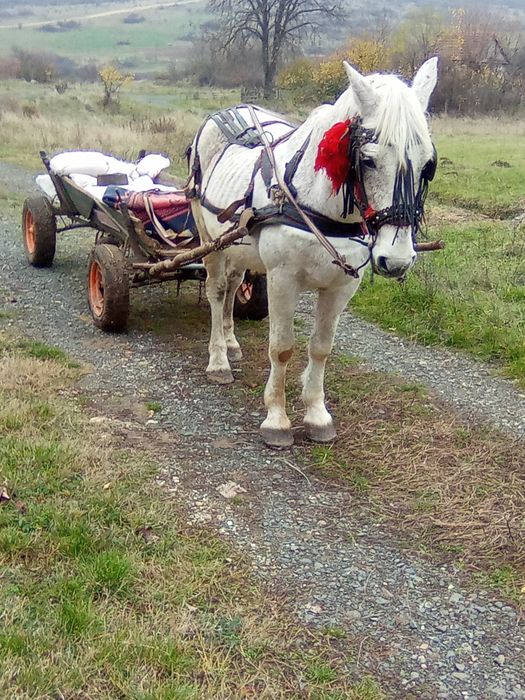 Vind armasar sau schimb cu iapa