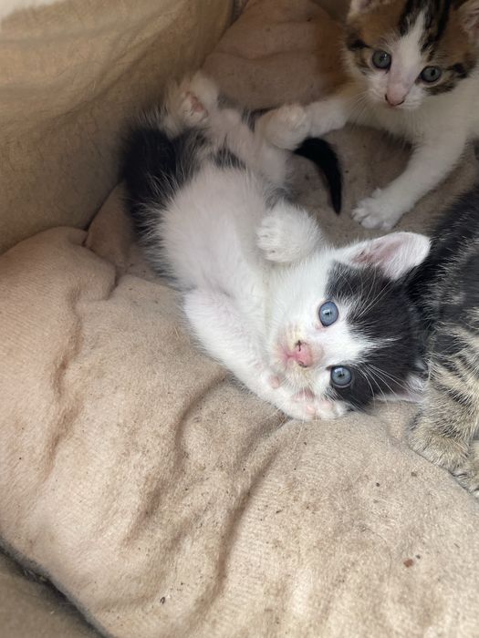 Ofer spre adoptie puiuți de pisica