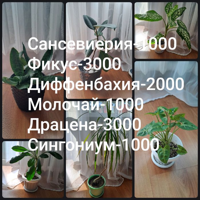 Продам комнатные цветы