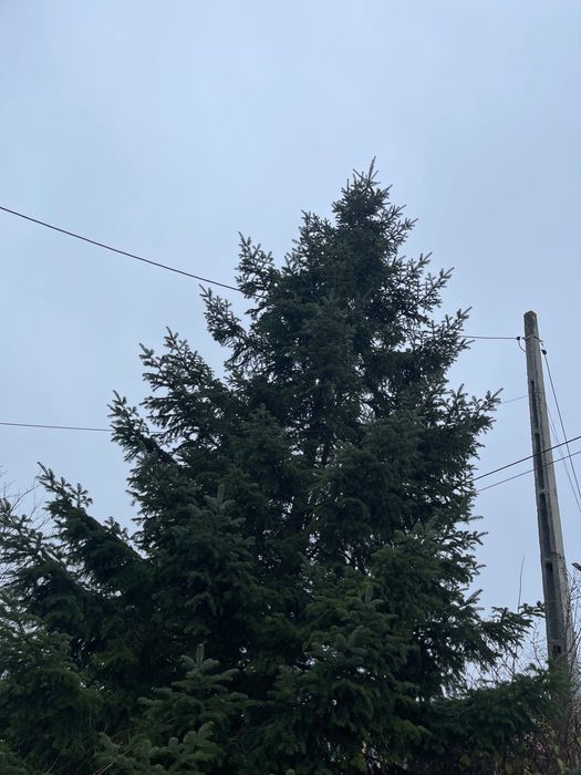 Brad natural ,13-15 metri