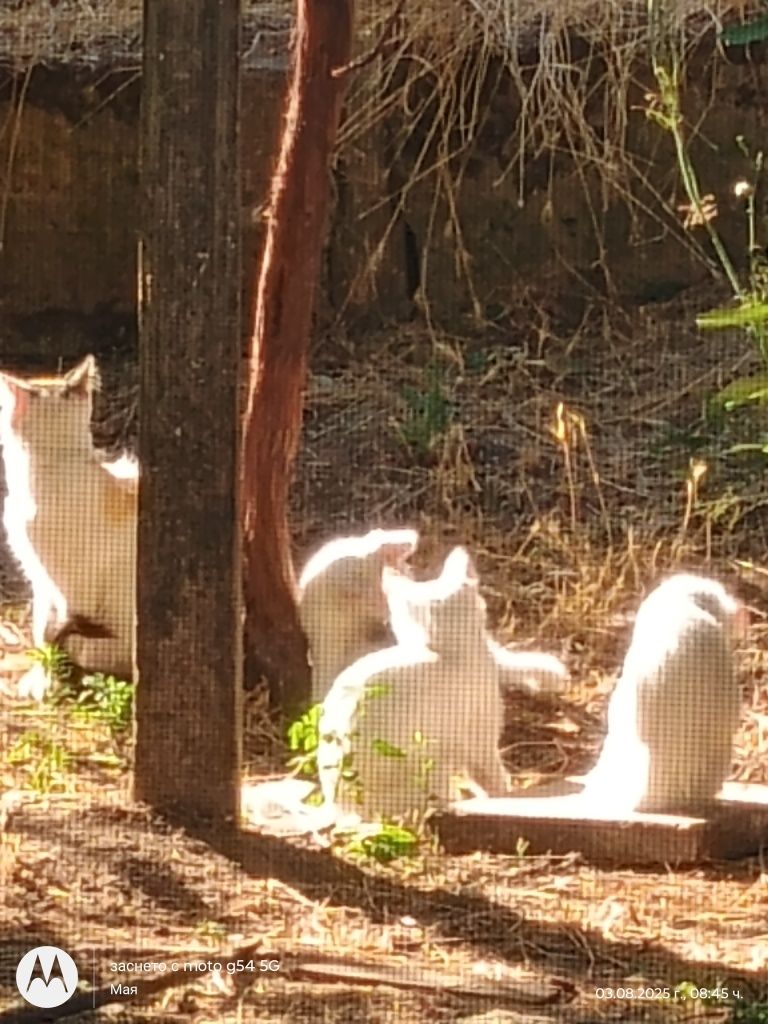 Продавам чисто бяло котенце