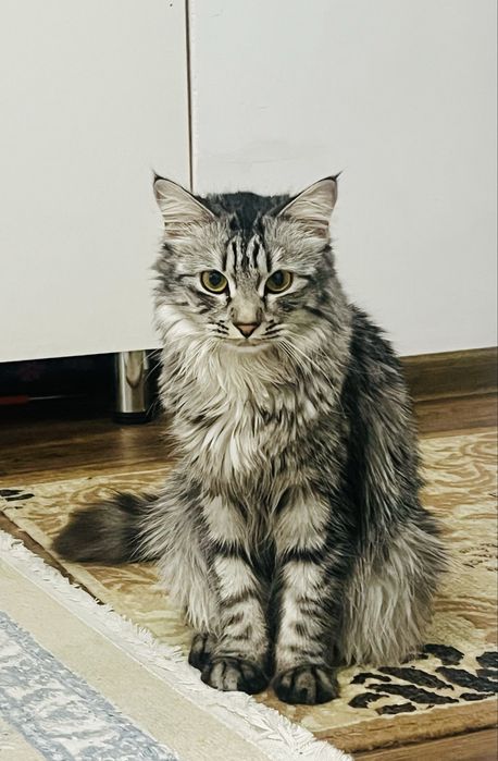 Породистая кошка