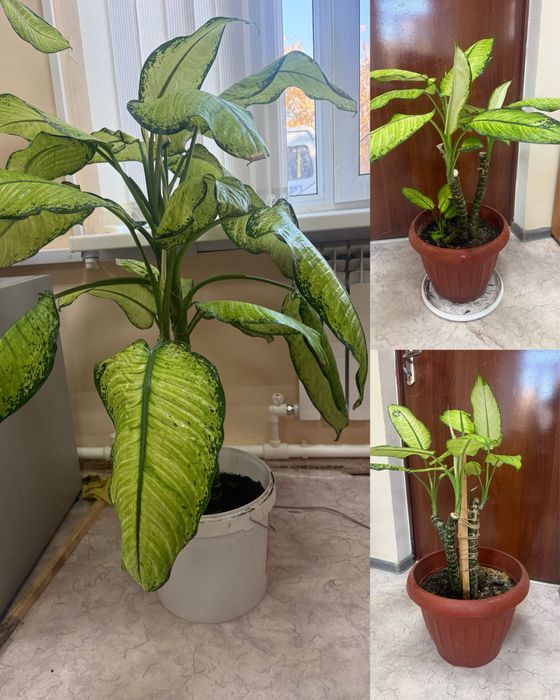 Продам диффенбахию