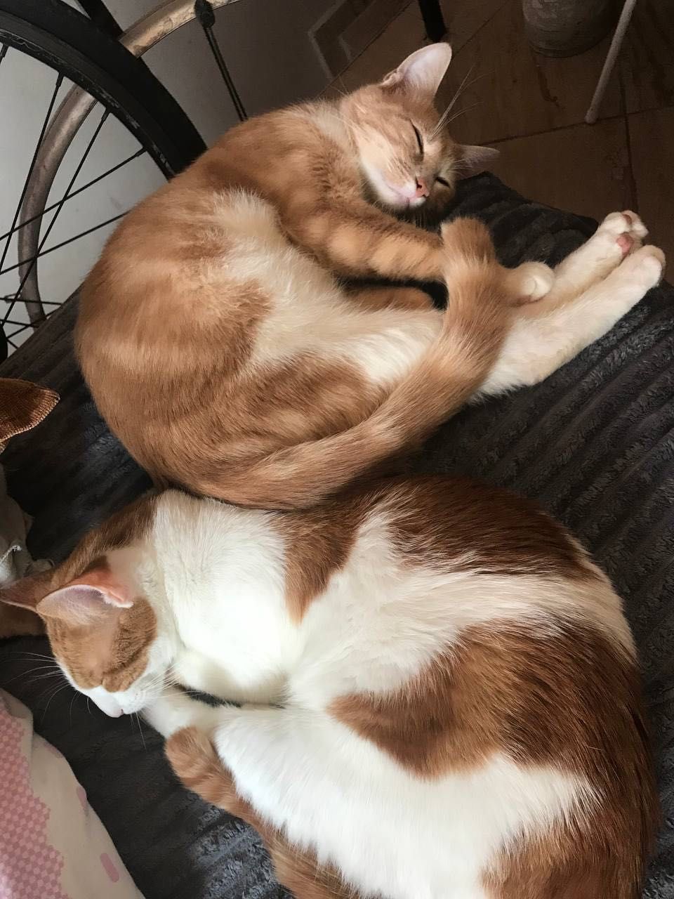 Кастрирани Котки