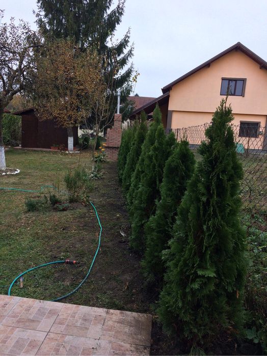 Tuia smarald / Chiparos Leylandii