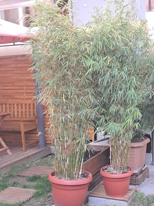 Бамбуково растение Fargesia Murielae Jumbo