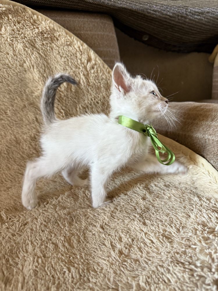 Отдаем котят бесплатно
