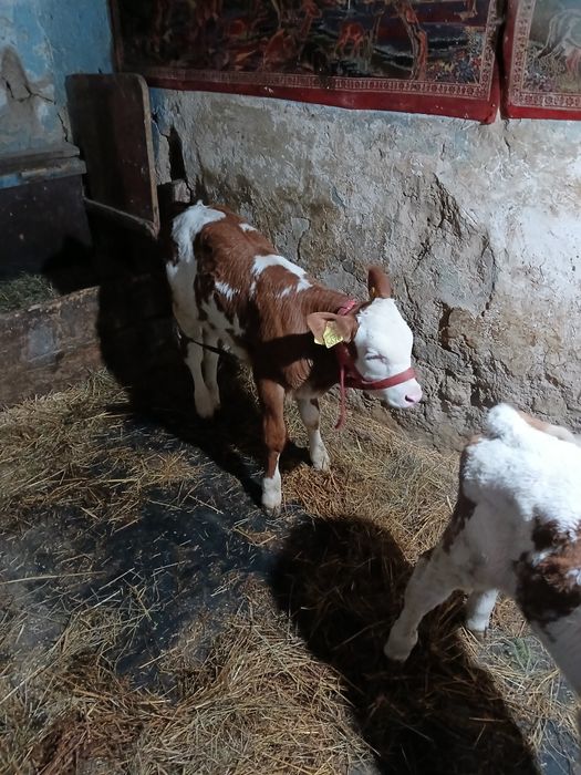 De vânzare viței sugari ! Balțați !!!