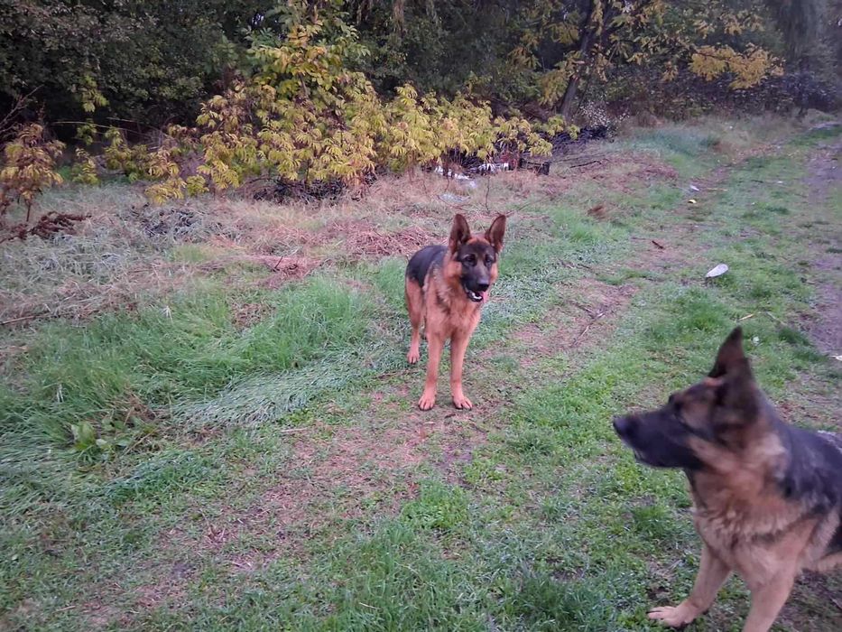 Две немски овчарки | мъжка и женска