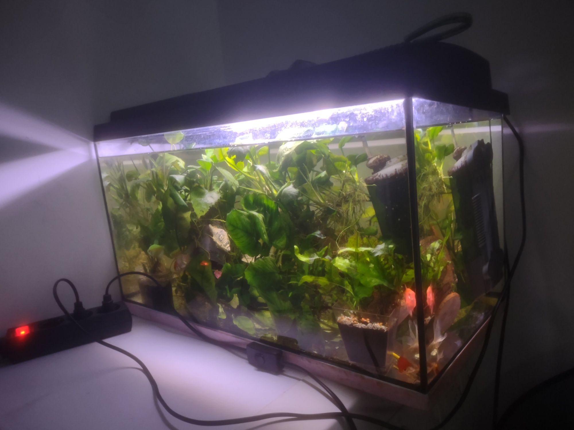 Acvariu 66 litri cu capac și accesorii