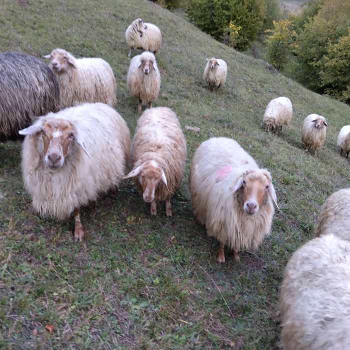 Vând 5 oi varoșe