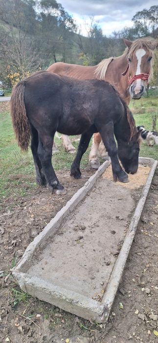 Mînză neagră ardeneză