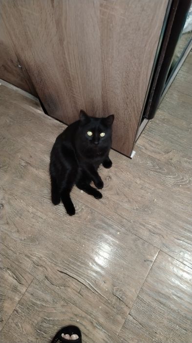 В хорошие руки кошечку