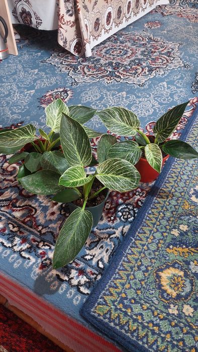 Диркин гули 3 та