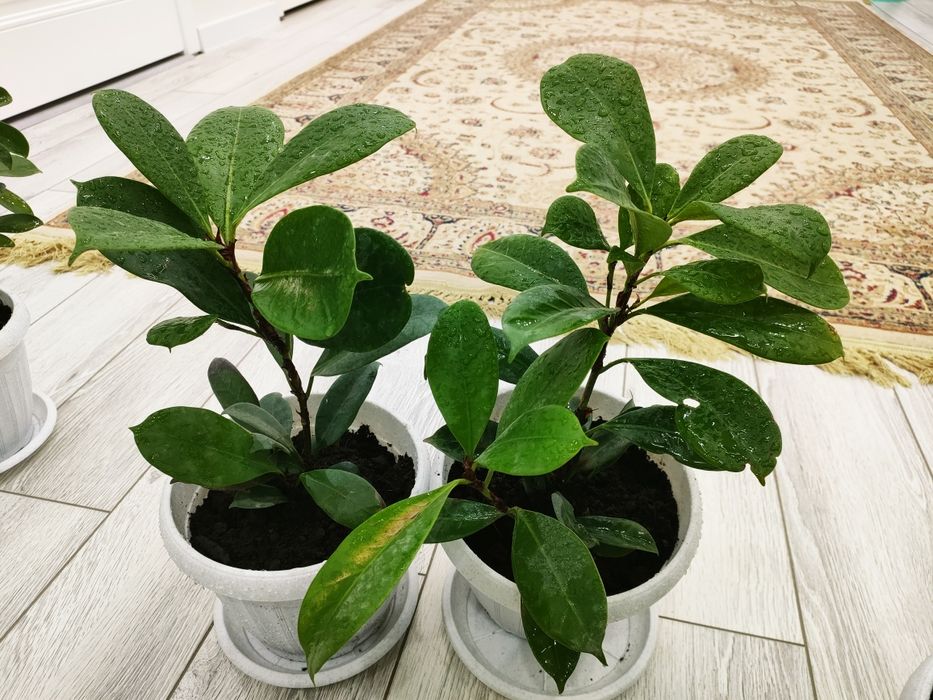 Красивые растения, доставка