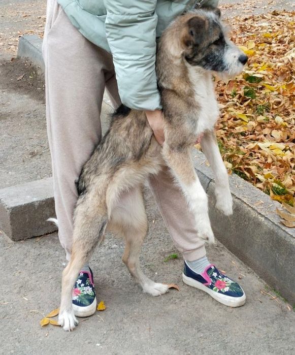 Ищем дом для собаки Бекки