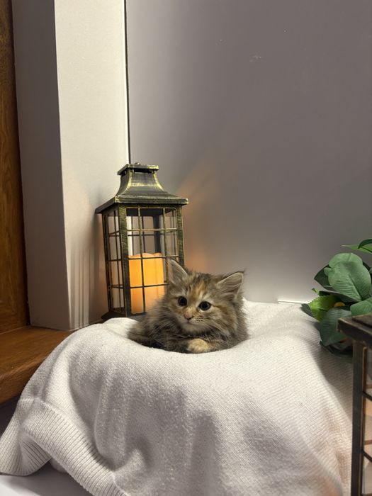 Отдаем котят в хорошие и добрые руки